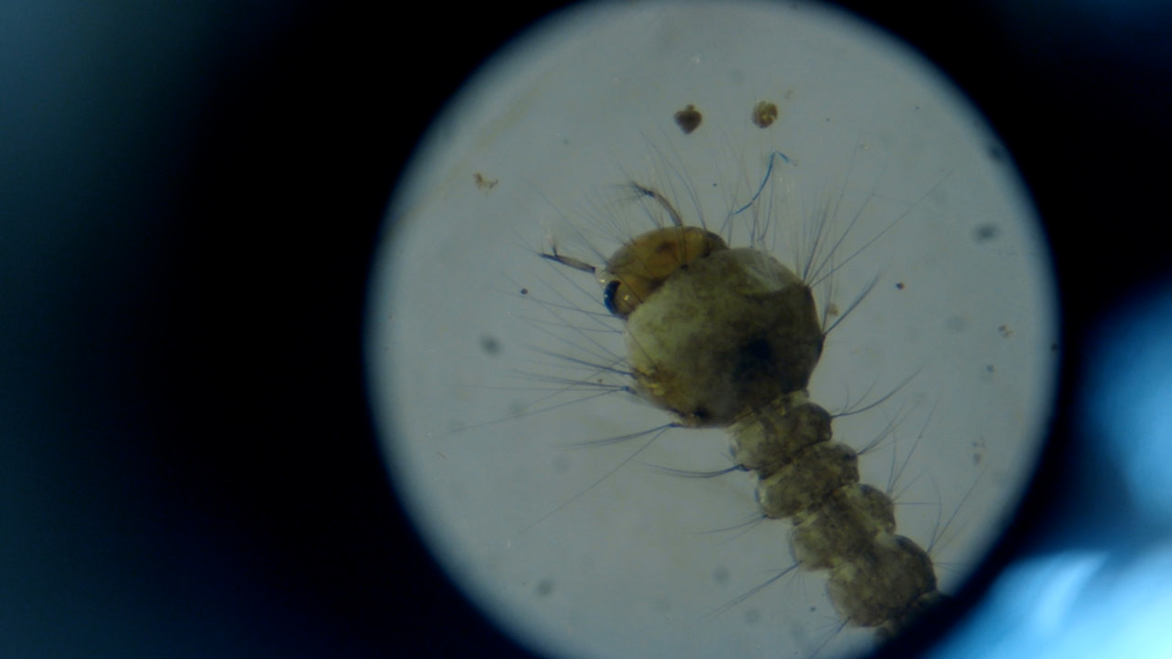 Hyttysen pää nähtynä mikroskoopin linssin läpi.