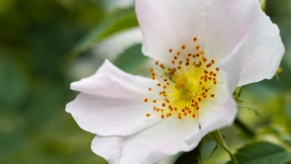 Luontokuva valkoisesta kukasta vihreiden lehtien keskellä